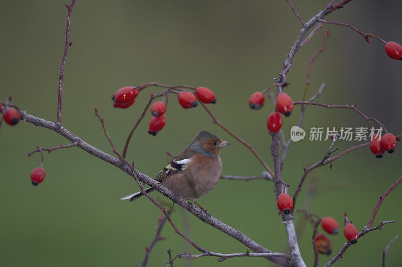 邪恶chaffch (Fringilla coelebs)